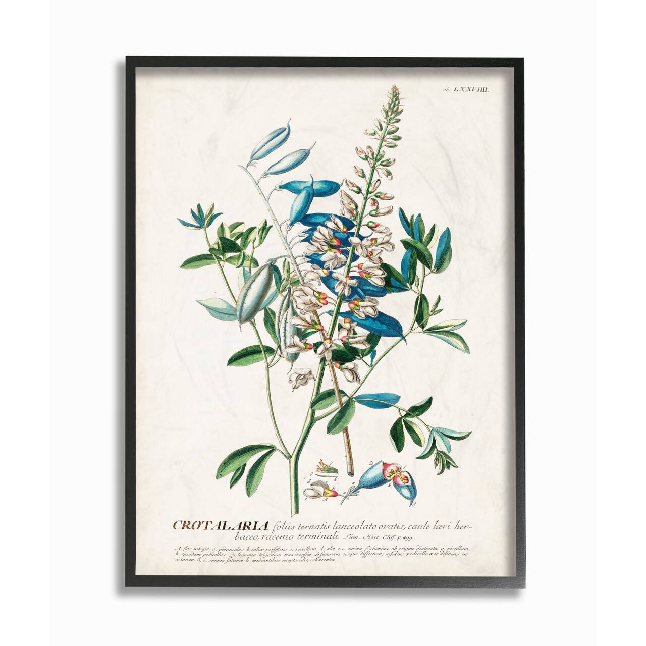 Stupell Industries Botanical Plant Illustration Wall Art in Black Frame